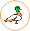 Purbasthali Birds